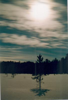 Moonlight over a snow-covered peat bog